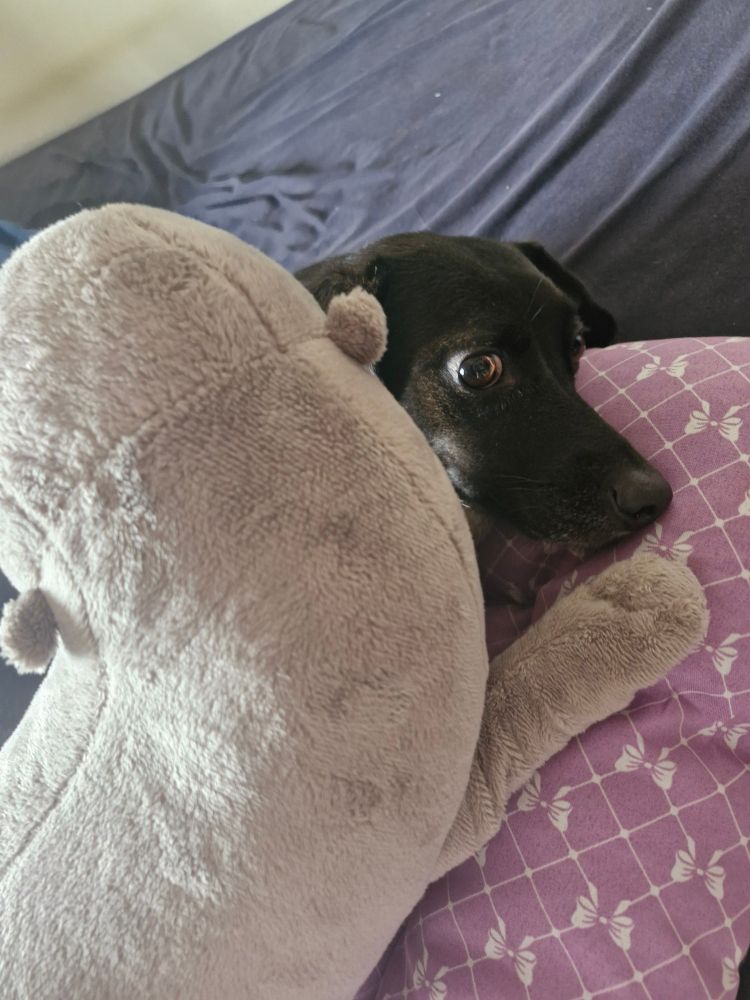 Cachorra preta com olhar de desconfiança ("bombastic side eye")