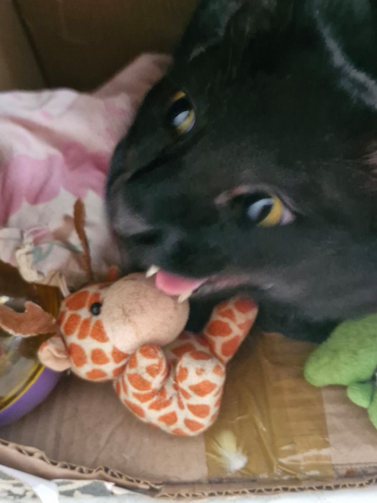 Gato preto nomeado Miles com a boquinha aberta que parece que está dando risada