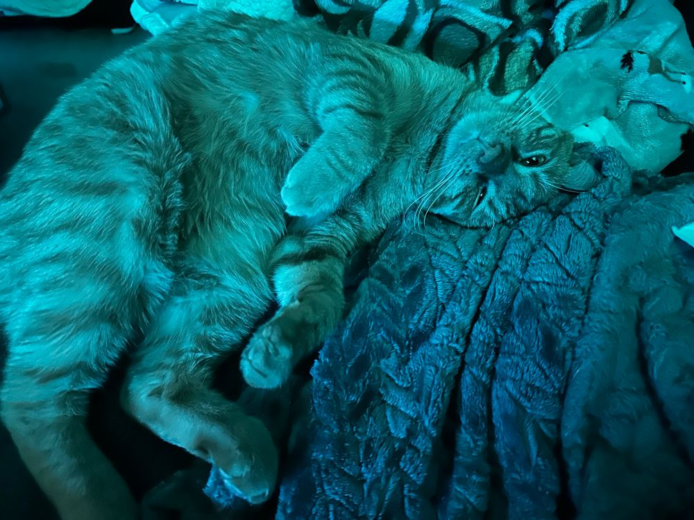 A handsome orange tabby cat is snoozing on a turquoise couch and surrounded by soft blankets. I’ll sleep cold tonight but that’s OK. Maybe he’ll move. 