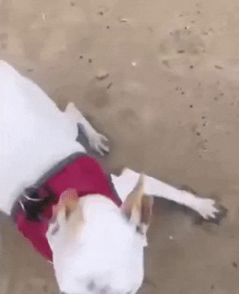 a white dog wearing a red shirt is laying on a sandy beach