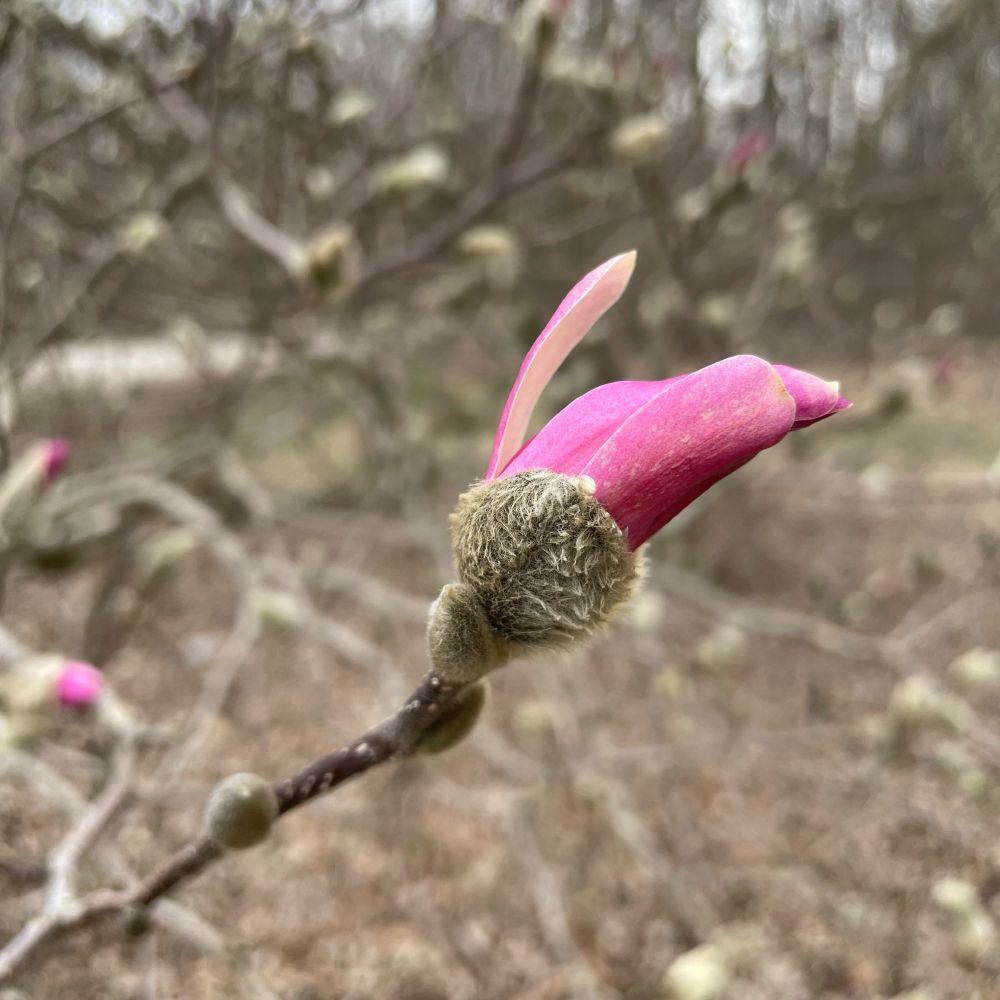 Pink magnolia blossom starting to open.