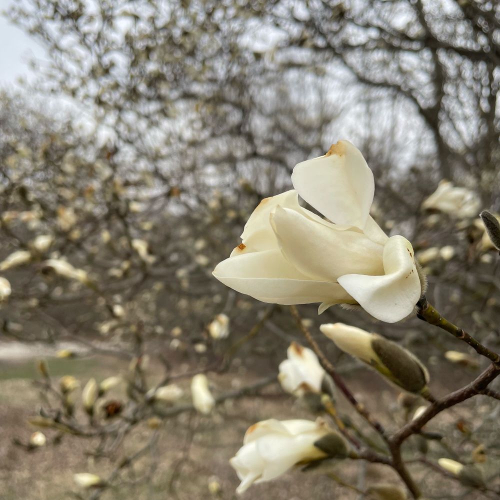 White magnolia blossoms starting to open.