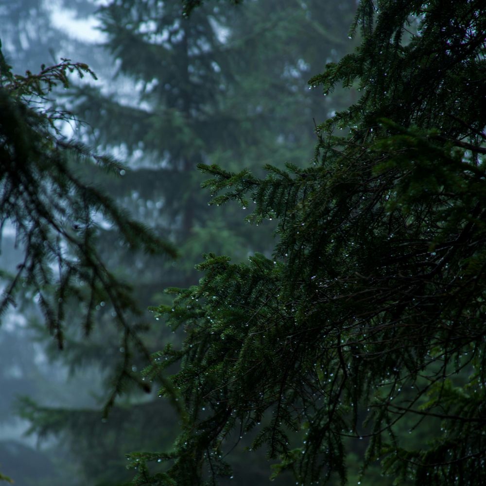 Branches of evergreen trees dripping with rain. The photo is dark and moody with a light fog.