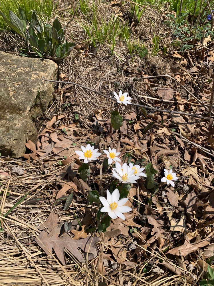 Bloodroot blooming amid dry leaves