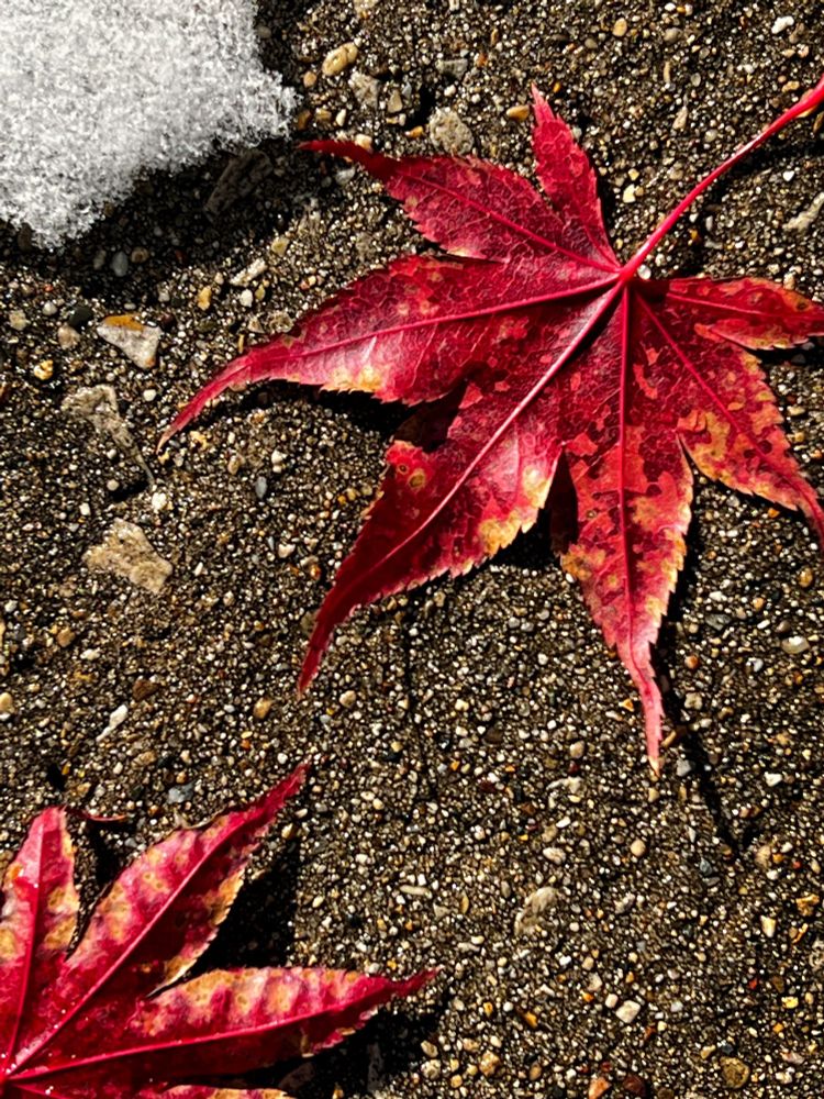 red maple leaves on pebbled ground with a small patch of melting snow