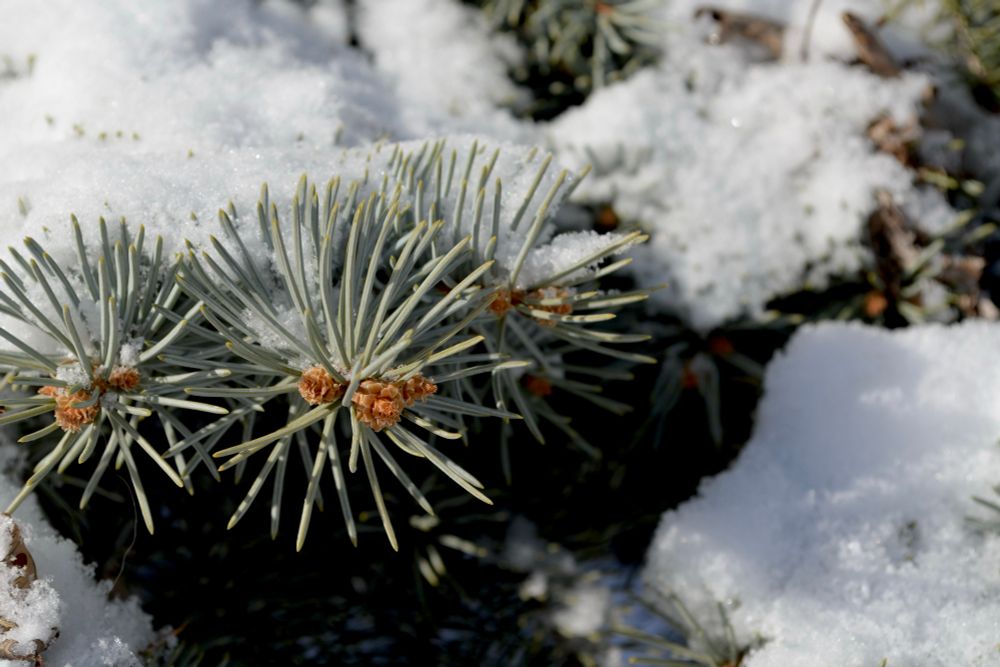 Snow rests on clusters of pine needles in a Chicago-area neighborhood