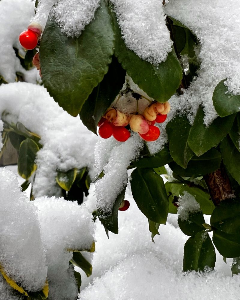 Close-up of dark green leaves dusted with fresh snow, with clusters of bright red and orange berries peeking through