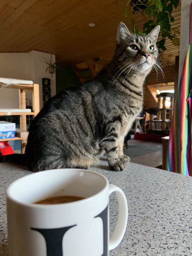 Auf einer gemusterten Küchenarbeitsplatte sitzt ein grau getigertter Karte und schaut etwas abschätzen und nachdenklich. Vorne auf der Arbeitsplatte steht eine schwarz-weiße Tasse mit Kaffee. Im Hintergrund sind eine bunte Schürze und ein spiele Regal zu sehen.