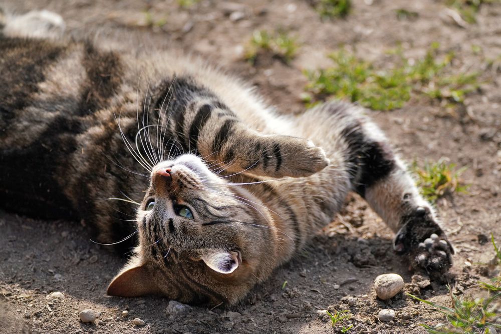 Tabby cat rolling playfully on a dusty patch of ground, stretching with one paw raised and eyes half-closed in the sunlight.