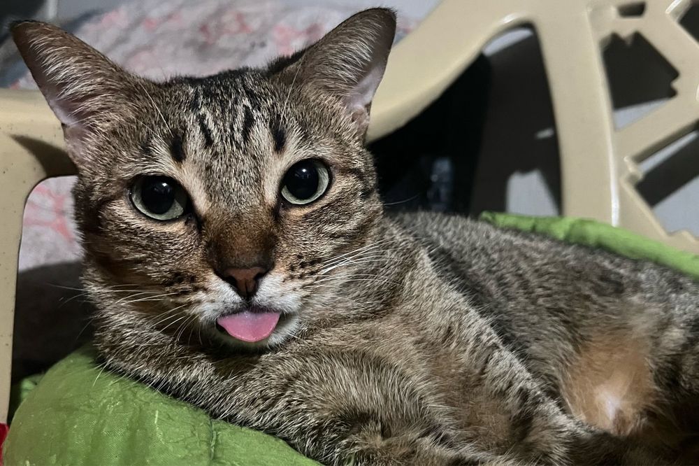 tilapia cat with her tongue out