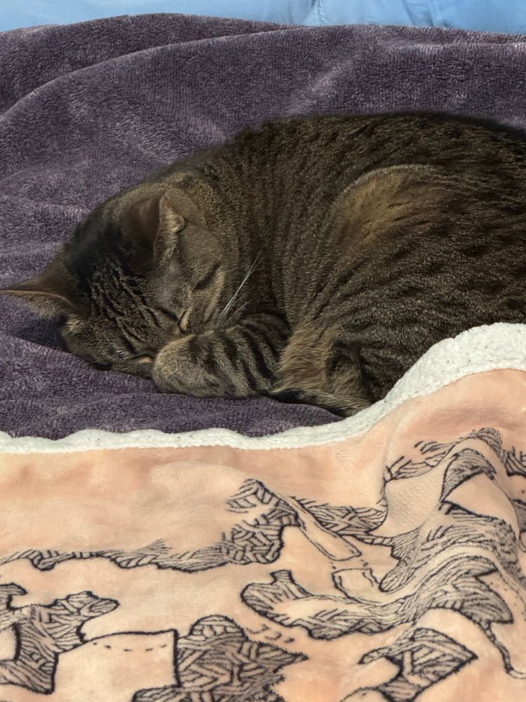 A curled up tabby cat