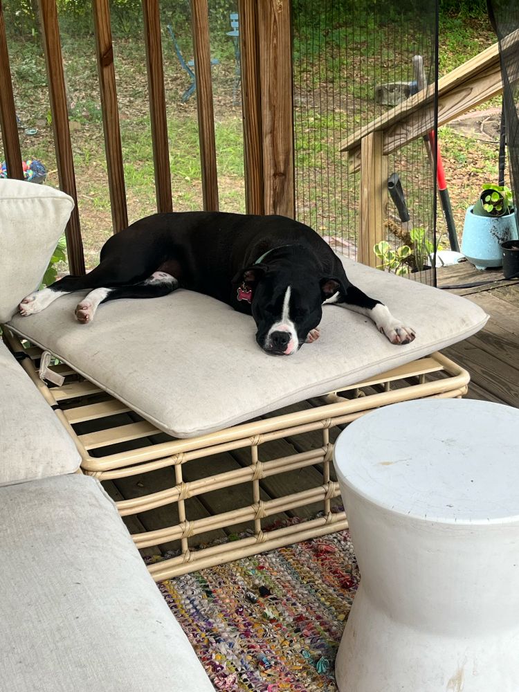 A black and white puppy lies on an outdoor couch, eyes closed, seemingly relaxed. The off-white cushion of the couch is askew on the light rattan base.
