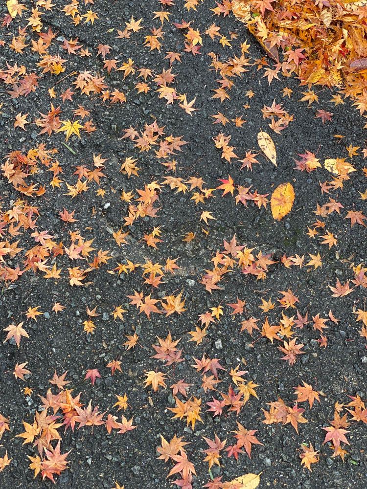 アスファルトいっぱいに落ちた紅葉