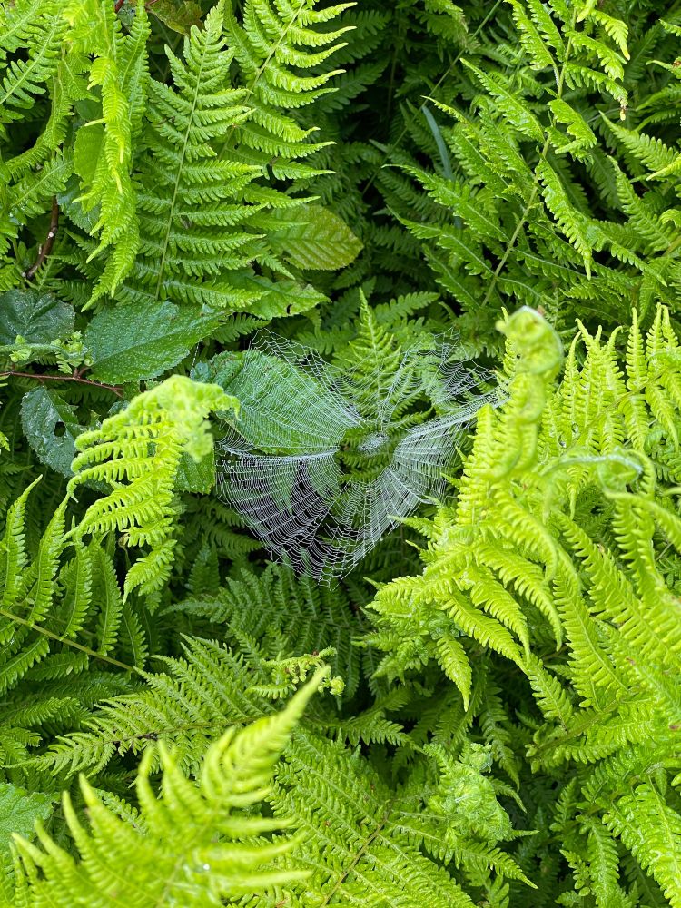 Ferns and spider web