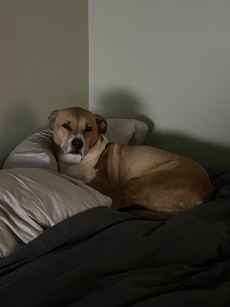a brown dog laying on navy blue duvet cover and gray pillows looking sleepy and cute