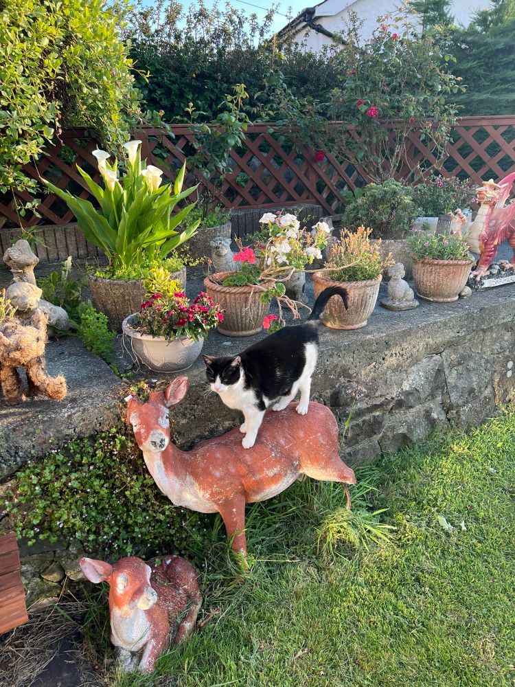 A black & white cat stands on the back of the cast iron, one-eared, baby dear in the beer garden. Behind her is a bunch of lilies & a rose bush. 