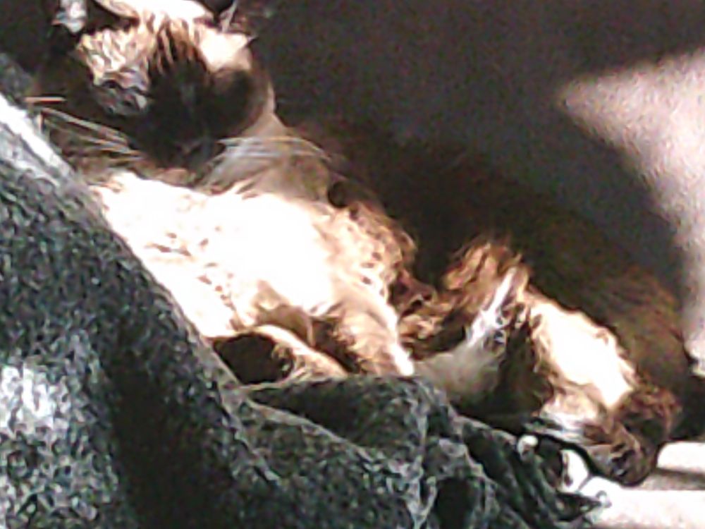 siamese Min in sunbeam