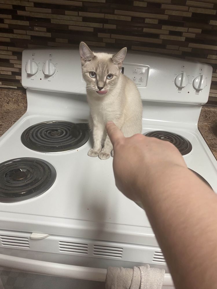 little white cat sitting on the stove looking smug, with my hand pointing towards her