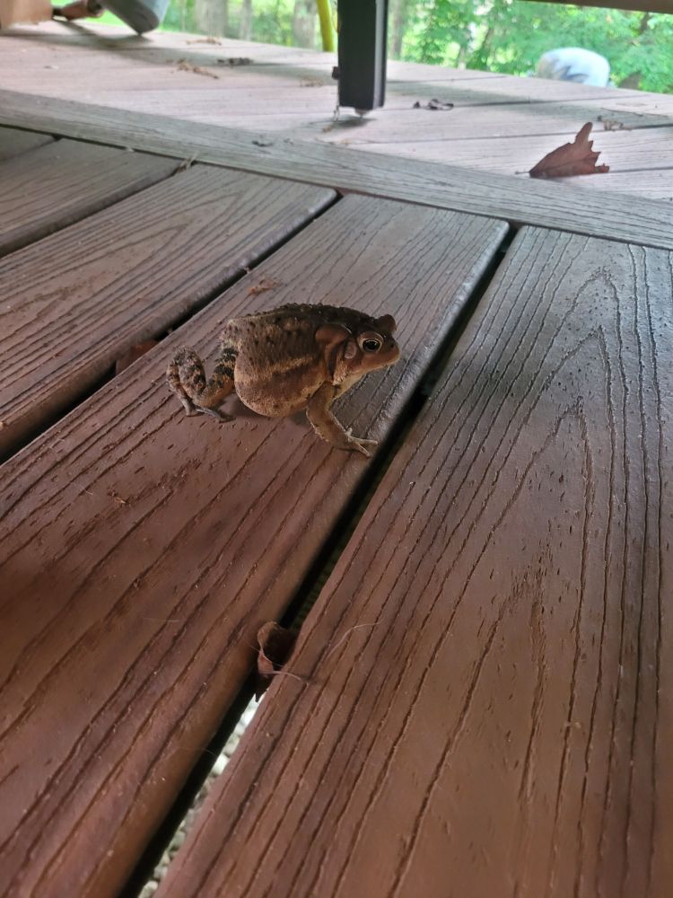 A toad. 