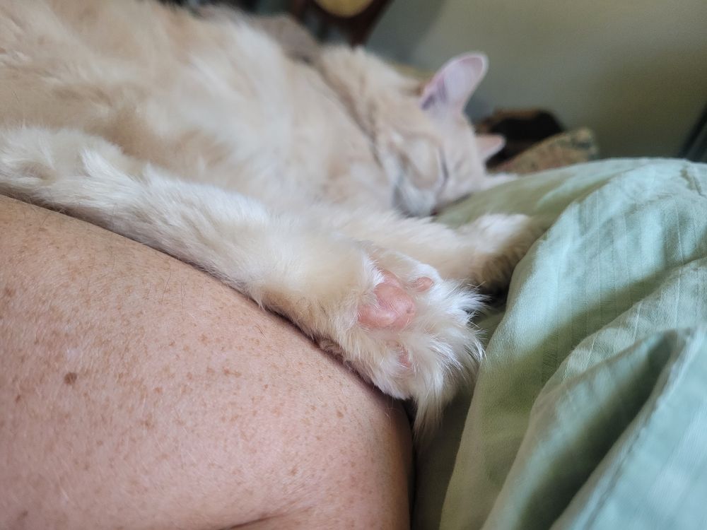 Blonde fluffy cat with pink toe beans