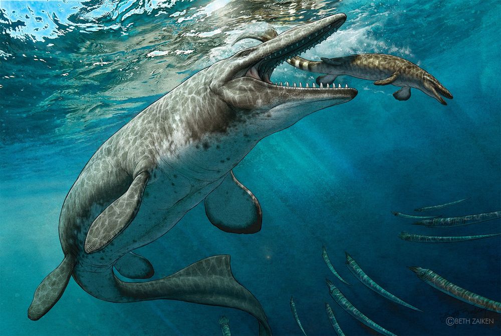 Tylosaurus grabs a smaller mosasaur, Platecarpus from the ocean surface
