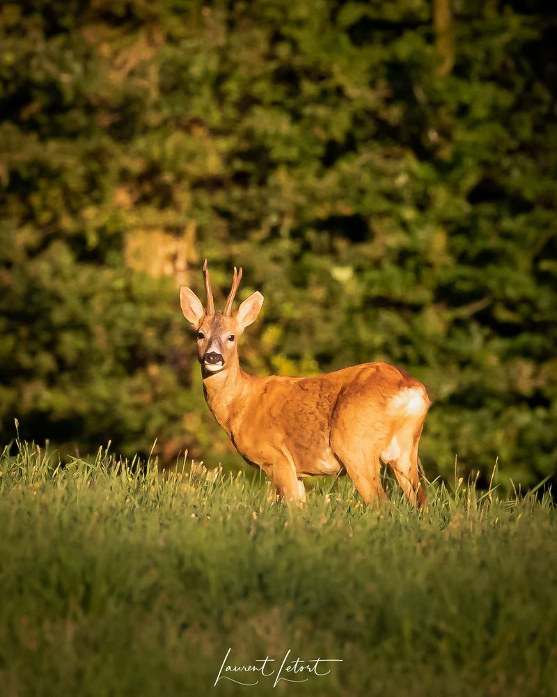 🇫🇷 Un chevreuil à l'heure dorée regardant en direction du photographe
🇬🇧 A deer at golden hour looking in the photographer's direction
