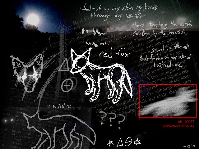 vulpes vulpes fulva
some images 09-07-25