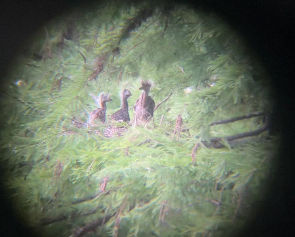 3 yellow-crowned night heron nestlings