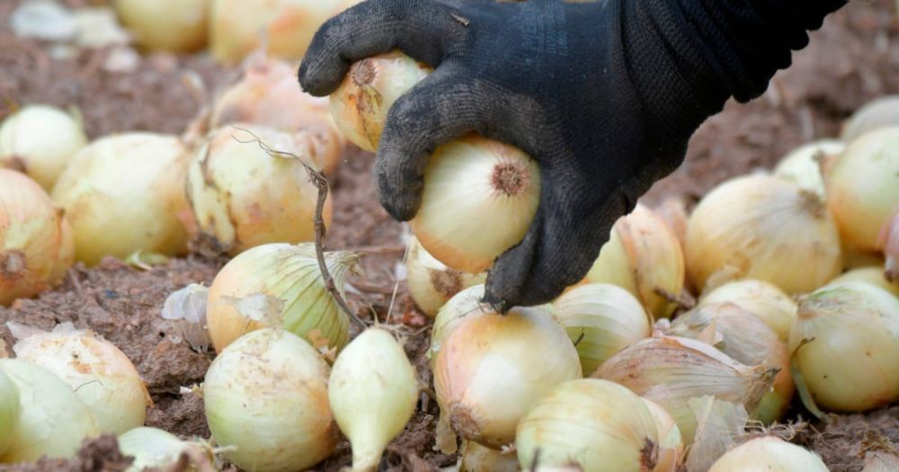 Far-right German lawmaker used Lukashenko’s prisoners as cheap labor on Belarus onion farm