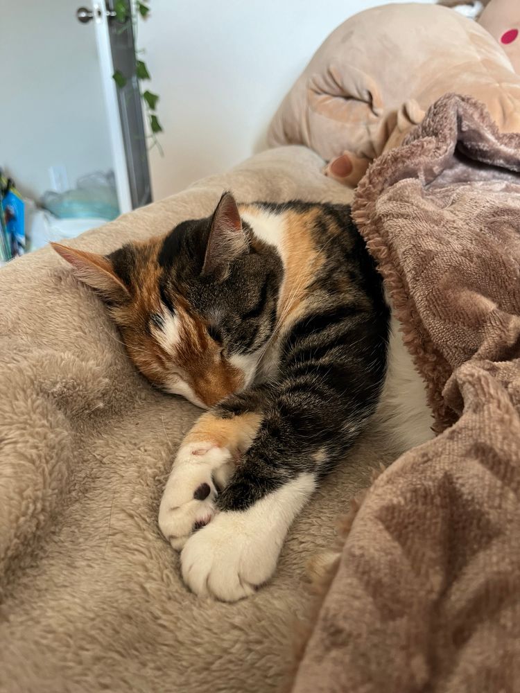 my cat nala, sleeping under a blanket 