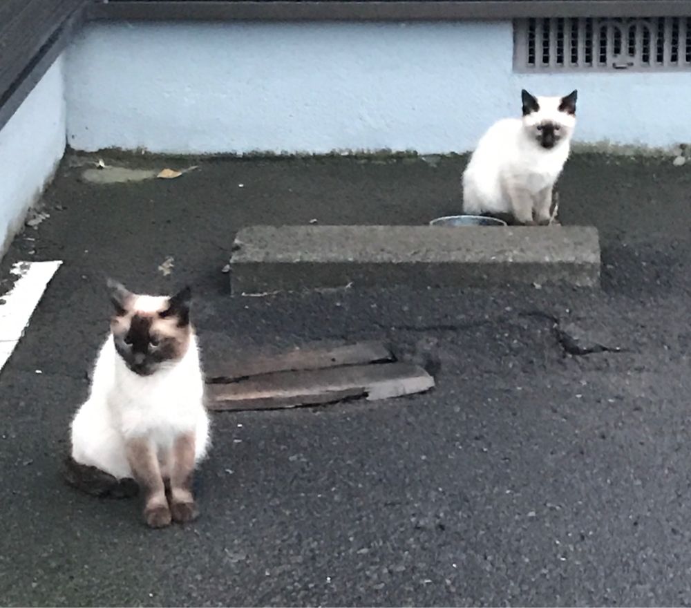 野良シャム猫