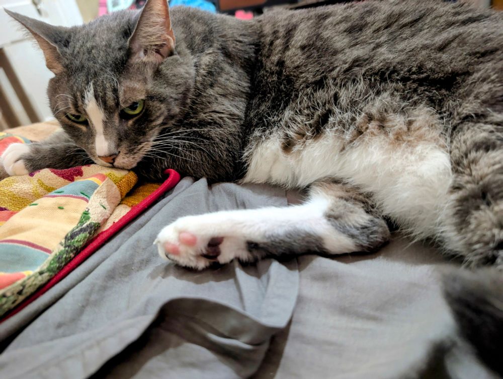 My beautiful elderly cat