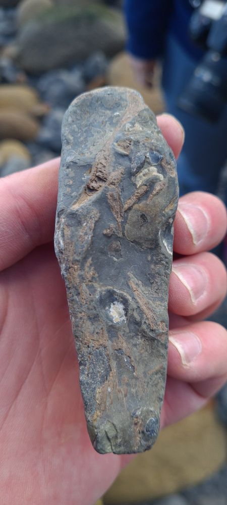 Photo of grey rock with long thing chocolate coloured fish bones. And a normal human hand. 