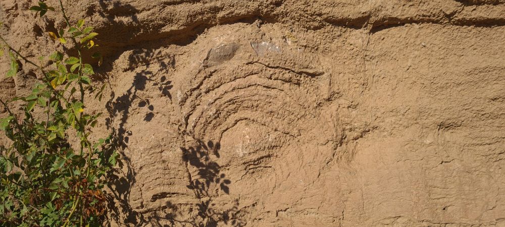 Photo of a tan to light brown dome shaped stromatolite with many layers that curve across the surface. The stromatolite is about 45 cm high. 
