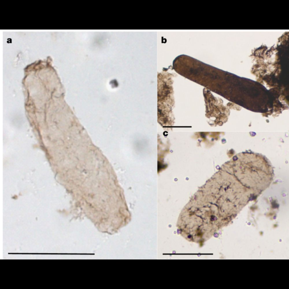 Oldest thylakoids in fossil cells directly evidence oxygenic photosynthesis - Nature