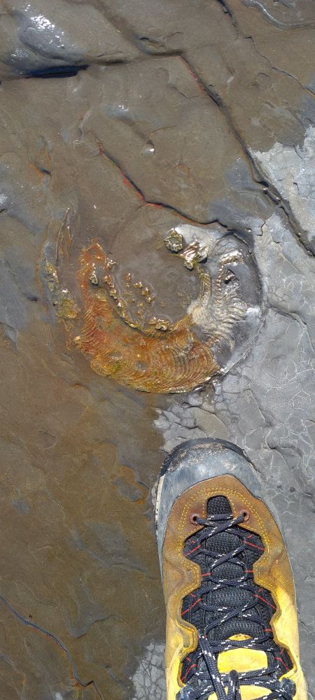 Photo of a human foot (normal) in a yellow walking boot. Next to a large yellow and red ammonite. 