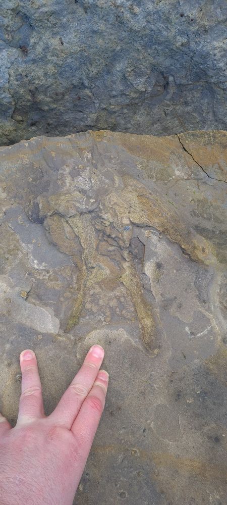 Photo of a grey rock surface with a normal human hand next to a three toed reptile print made of yellow green sandstone