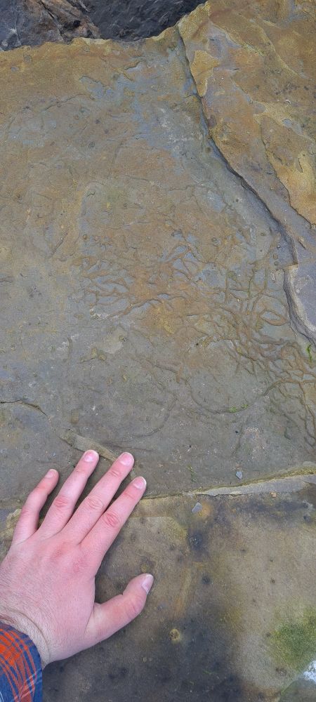 Photo of a grey rock surface with a human hand (normal) coveted in thin branching red brown fossil burrows.