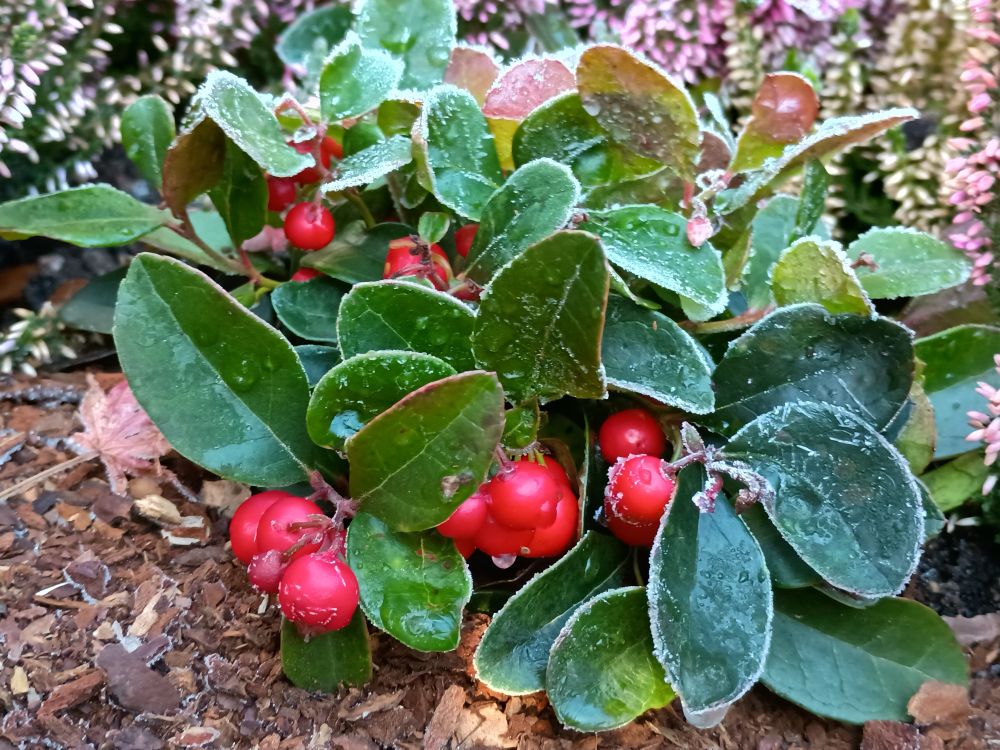 Niedere Scheinbeere (Gaultheria procumbens) mit frostbedeckten Blättern