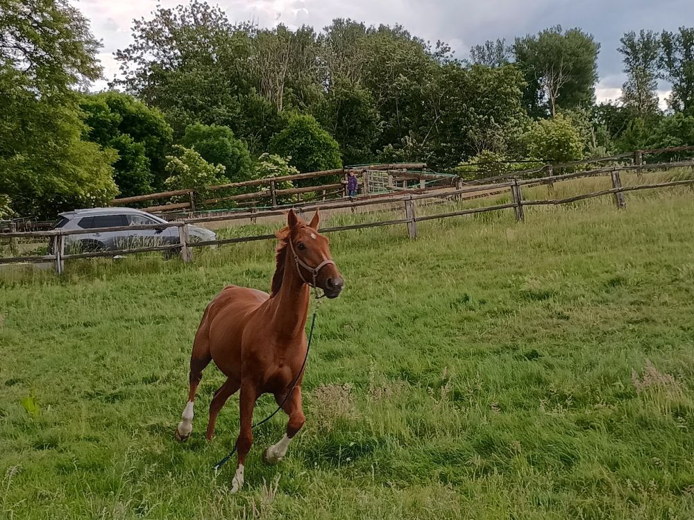 Ausbüxendes Pferd auf einer Weide