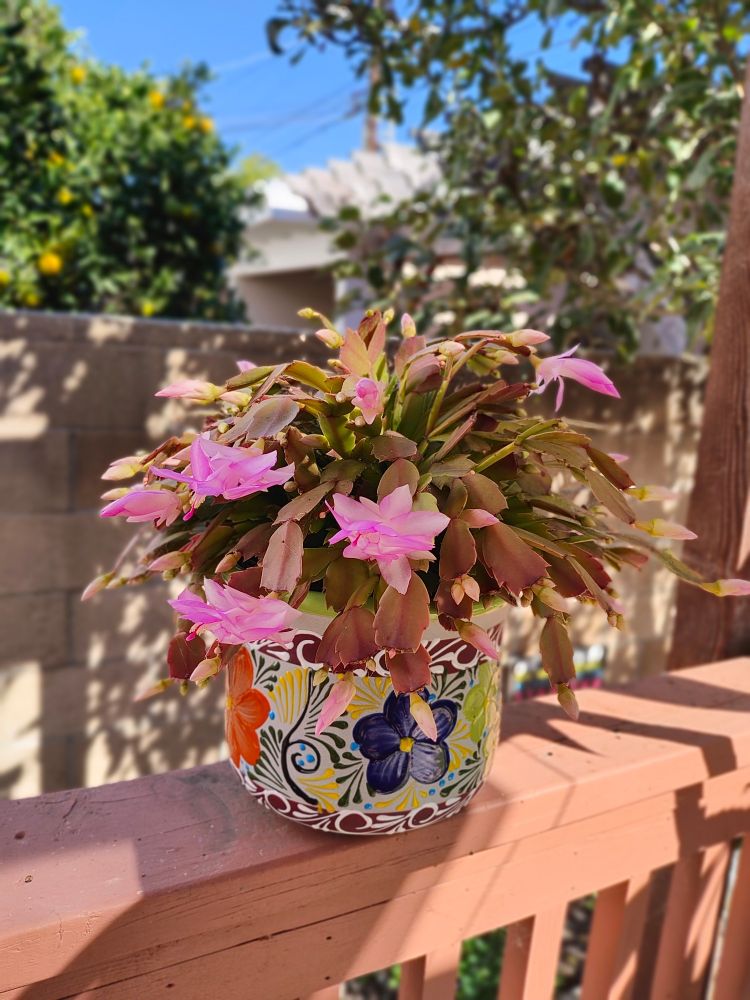 Christmas in November