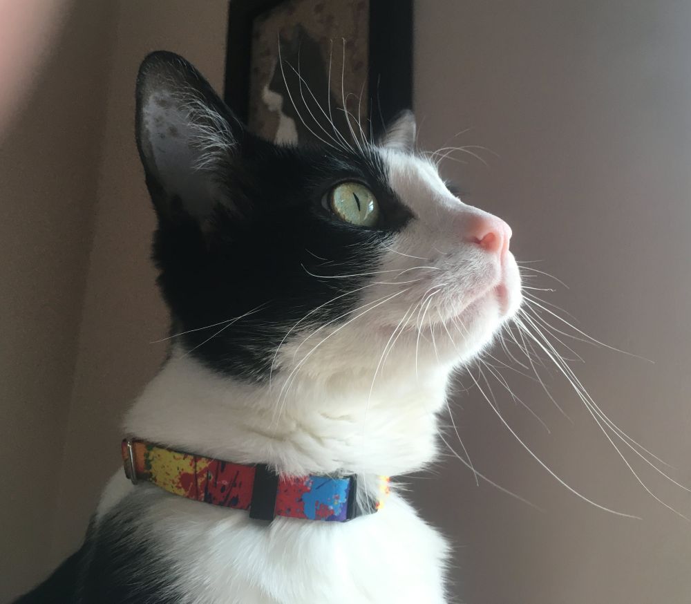 Tony Bourdain (cat version)