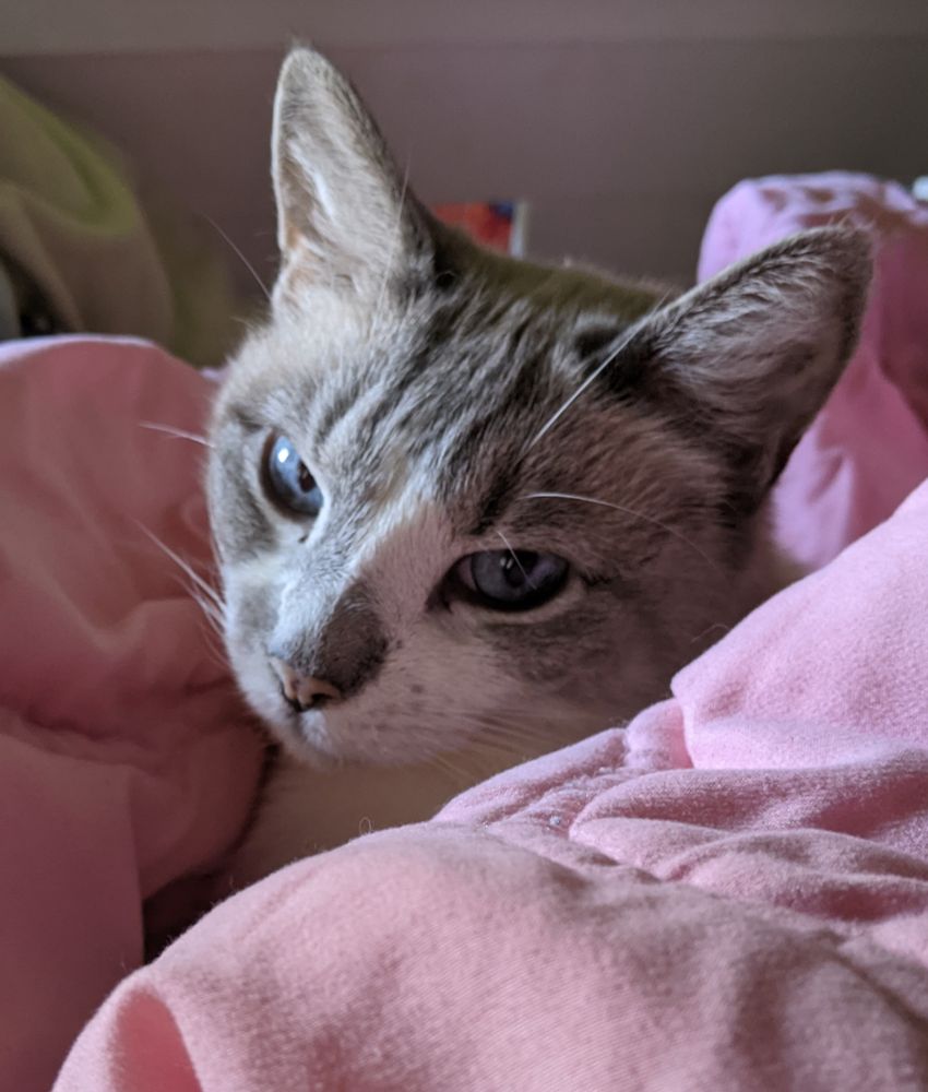 Yuki the cat serving face