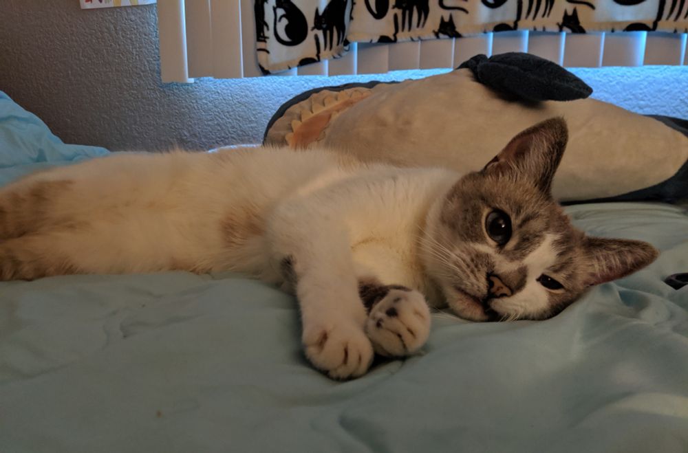 Siamese cat laying on a bed with an ikea shark