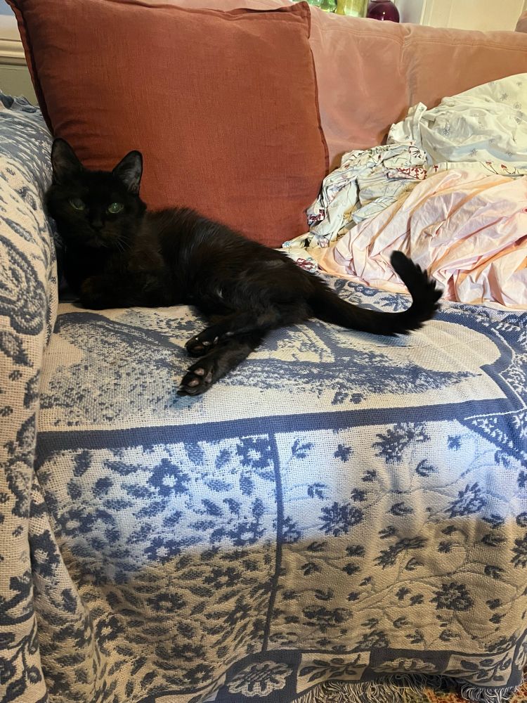 My black cat Stevie on the couch with her back leggies stretched out with her toe beans on display