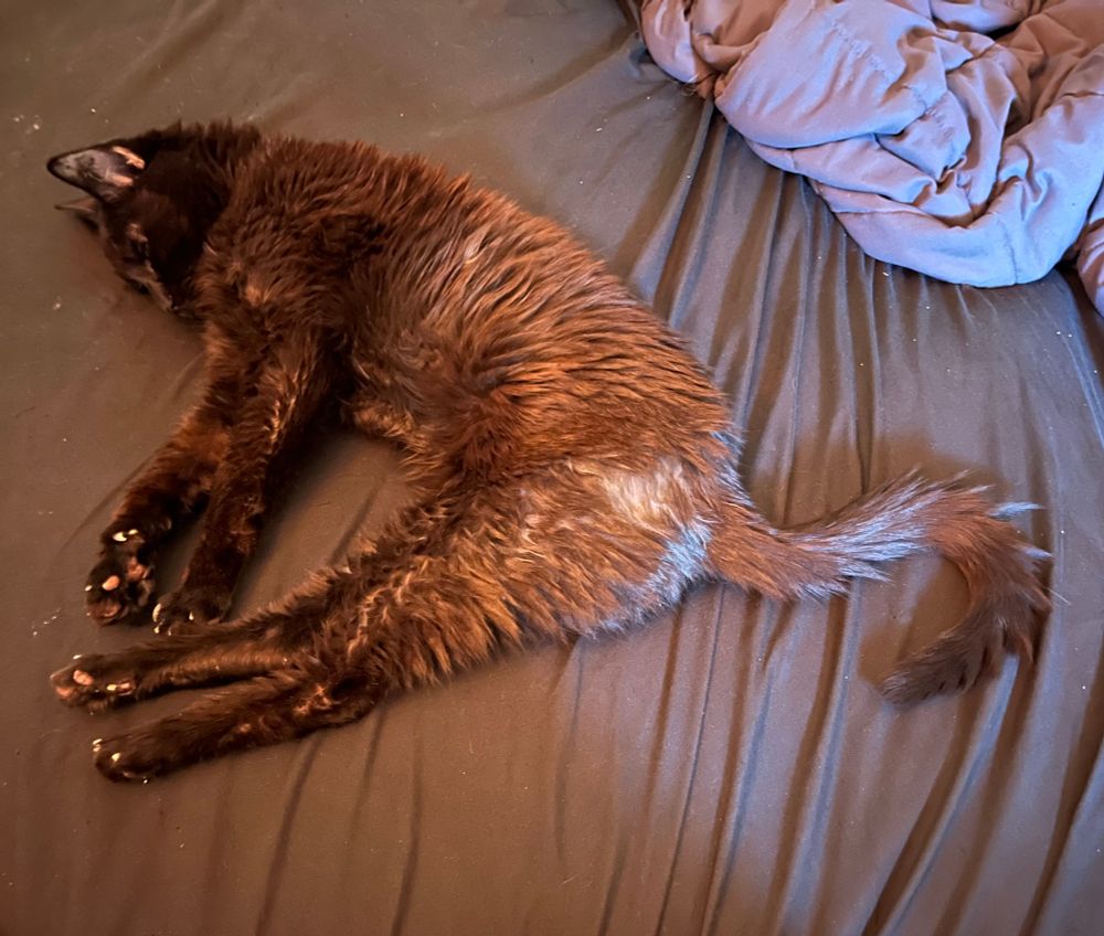 My black cat Stevie, rusty in the sunlight on my bed, has all 4 paws stuck out, her chin is tucked to her chest and her tail is curled like a question mark