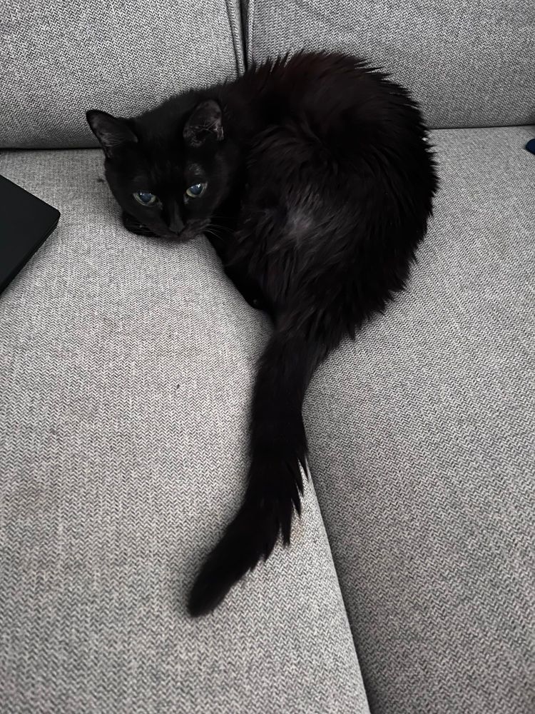 My black cat Stevie curled into a ball on the couch with her tail straight out 