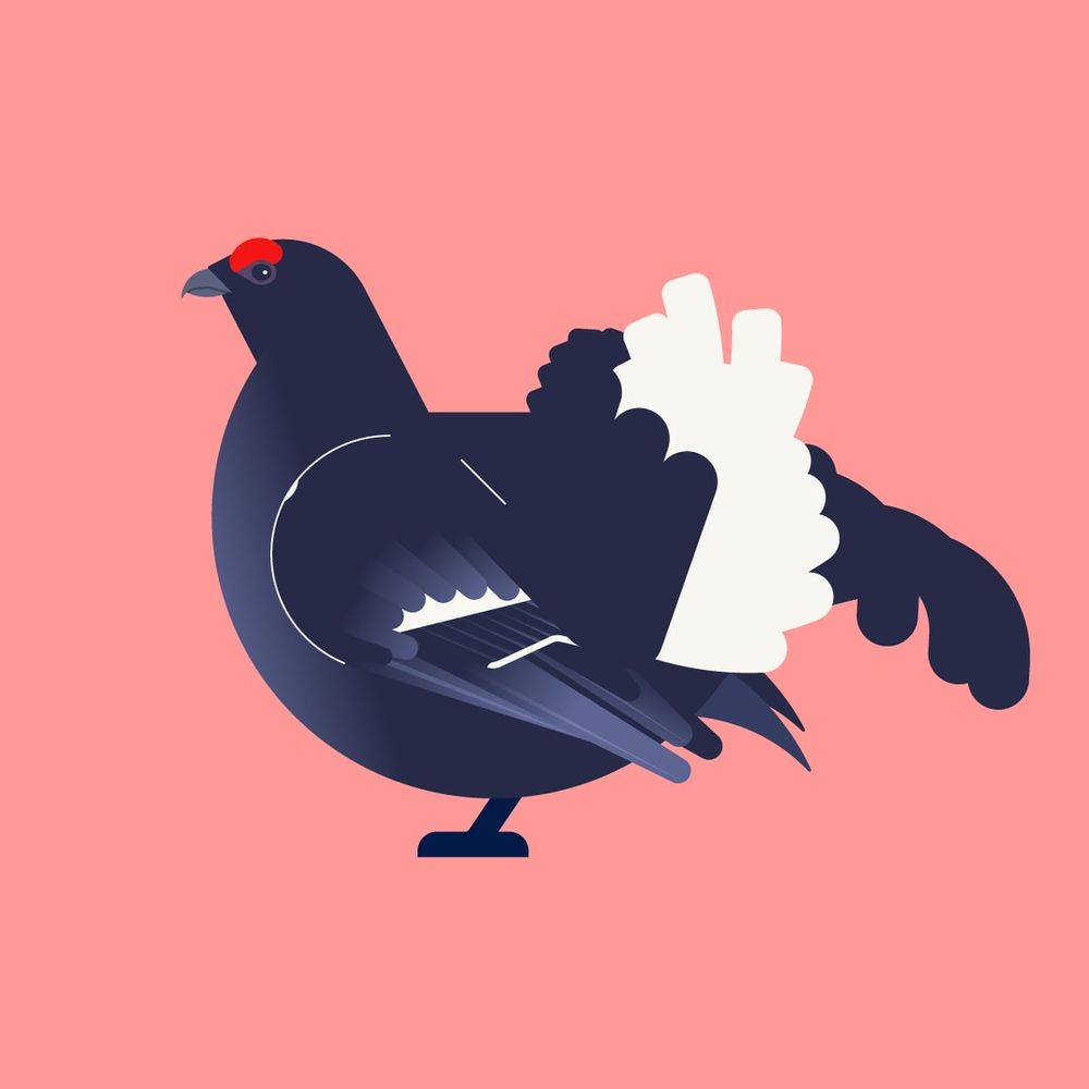 Grouse — Birds of Britain