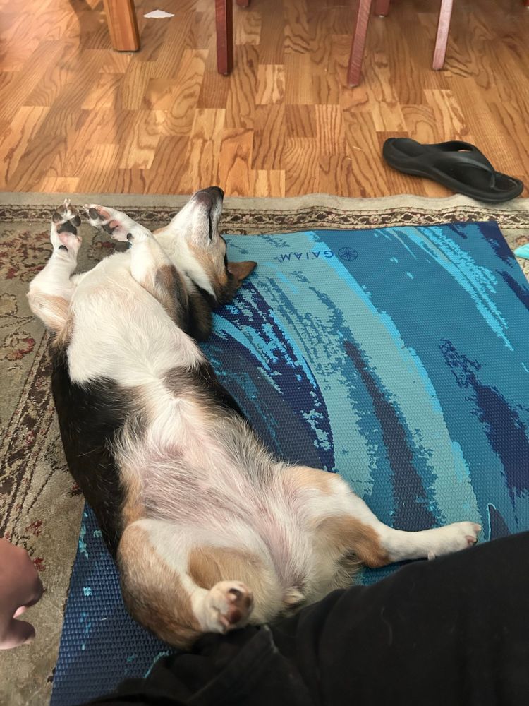 photo of lizzie, a corgi-ish dog, laying on her back stretched out in what looks like a yoga pose, on a blue yoga mat next to my black sweatpants-clad thigh