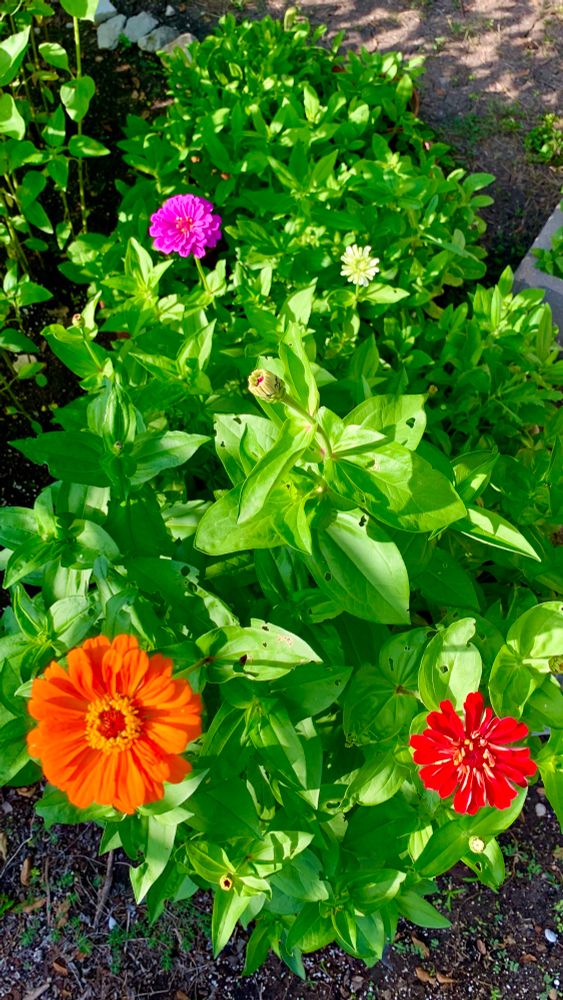 a purple, orange, and red zinnia in my garden